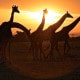 Giraffes at sunrise